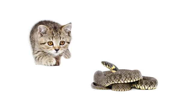 Gatito escocés recta y serpiente — Foto de Stock