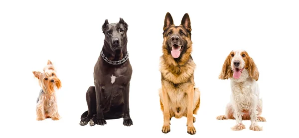 Retrato de quatro cães sentados juntos — Fotografia de Stock