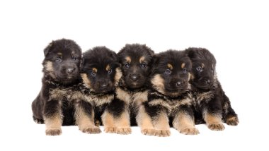 Grup Alman kurdu yavrusu