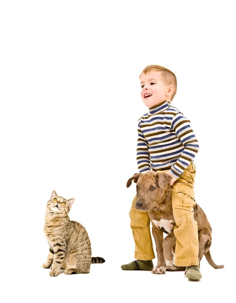 Menino brincando com um cachorro pitbull e gato — Fotografia de Stock