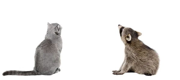 Scottish Fold cat and raccoon sitting together, back view — Stock Photo, Image