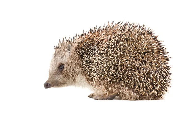 Hedgehog, side view — Stock Photo, Image