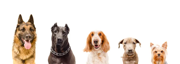 Portrait of five dogs — Stock Photo, Image