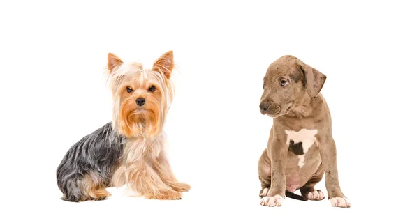Yorkshire terrier y cachorro Pit bull —  Fotos de Stock
