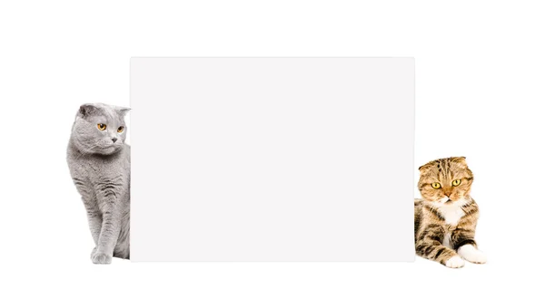 Dua kucing Scottish Fold mengintip dari balik spanduk — Stok Foto
