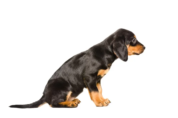 Puppy RAS Slovenský Kopov vergadering kant bekijken — Stockfoto