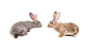 Birlikte oturan gri ve kahverengi tavşan