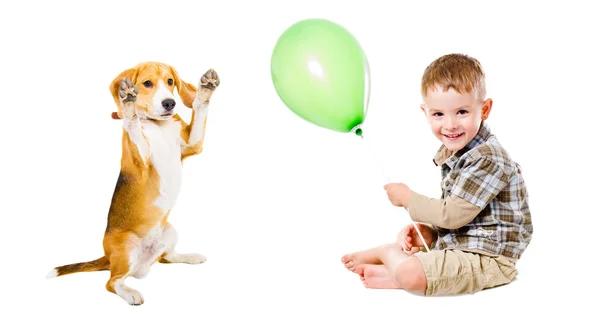 Menino e cão beagle jogando balão — Fotografia de Stock