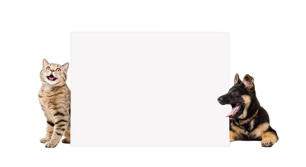 German Shepherd puppy and cat Scottish Straight, peeking from behind banner — Stock Photo, Image