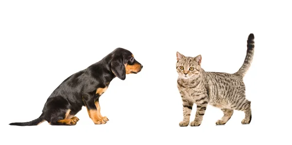 Puppy breed Slovakian Hound and cat Scottish Straight — Stock Photo, Image