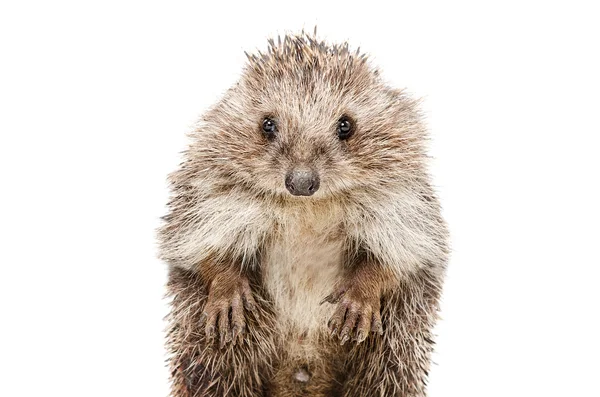 Portrait of a funny hedgehog standing on his hind legs — Stock Photo, Image