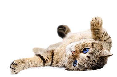Kedi İskoç onun arkasında yatan düz,