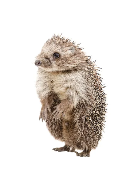 Funny hedgehog standing on his hind legs — Stock Photo, Image