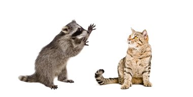 Komik Rakun ve kedi İskoç düz