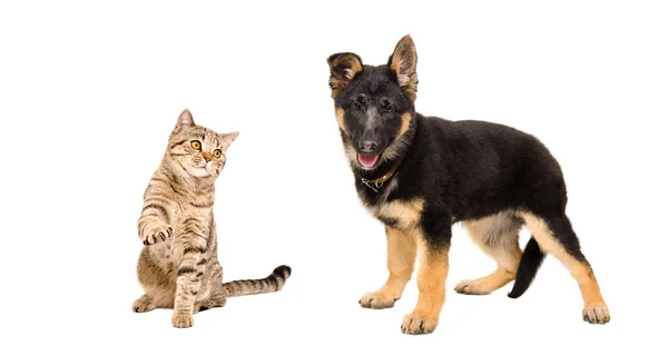 Playful cat Scottish Straight and German Shepherd puppy — Stock Photo, Image