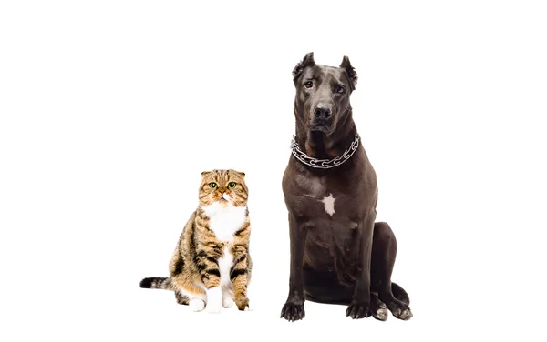 Staffordshire terrier and cat Scottish Fold sitting together — Stock Photo, Image