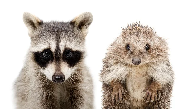 Retrato de un mapache y erizo —  Fotos de Stock