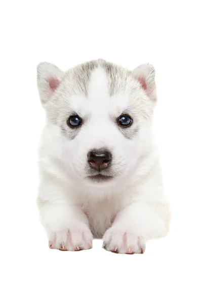 Bonito filhote de cachorro Husky — Fotografia de Stock