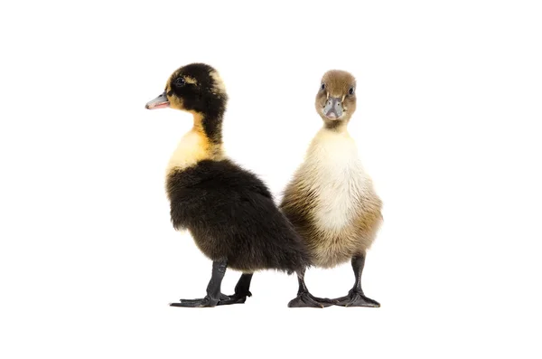 Dos patitos de pie aislados sobre fondo blanco —  Fotos de Stock