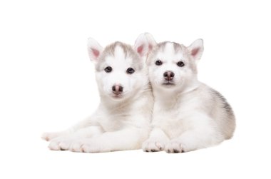 İki sevimli yavru doğurmak husky portresi 