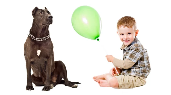 Child and Staffordshire terrier playing balloon — Stock Photo, Image