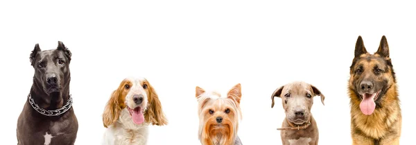 Portrét psů dohromady — Stock fotografie