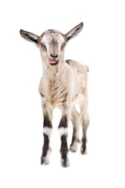 Komik gri goatling gösteren dil