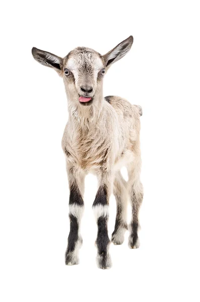 Cabra cinza engraçado mostrando língua — Fotografia de Stock