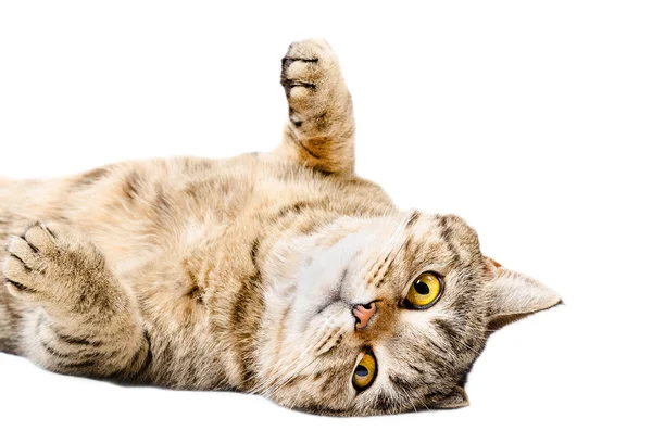 Charming cat Scottish Straight, lying on his back — Stock Photo, Image