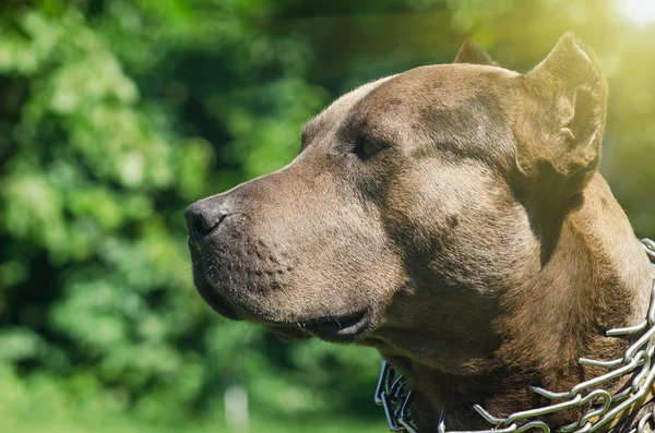 Retrato de um pit bull — Fotografia de Stock