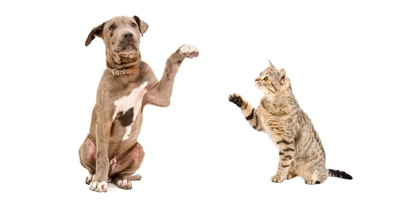 Funny puppy Pitbull and playful cat Scottish Straight Stock Picture