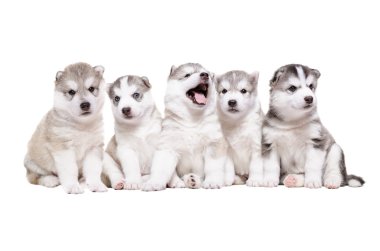 Grup yavru doğurmak dış yapraklar