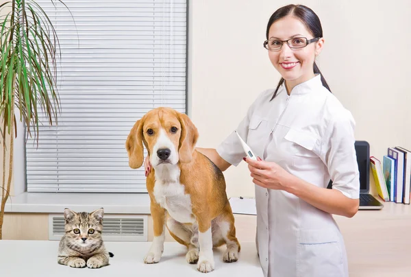 Veterinarian, dog and kitten — Stock Photo, Image