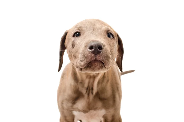 Portret van een stier van de kuil nieuwsgierig pup — Stockfoto