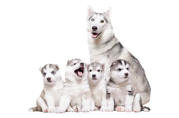 Puppies Husky sitting together with mum — Stock Photo, Image