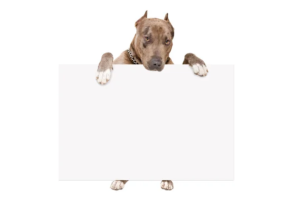 Portrait de pitbull mignon debout avec une bannière — Photo