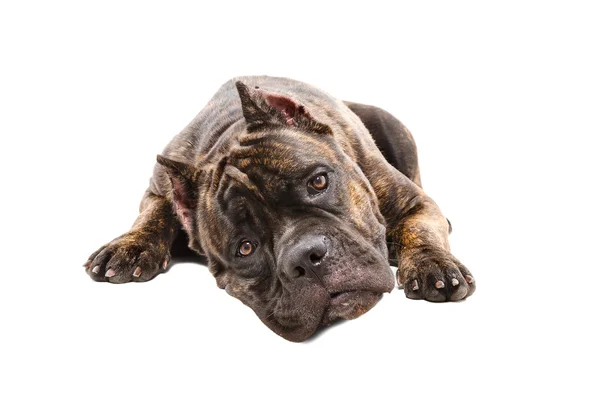 Portret van een schattige hond Cane Corso — Stockfoto