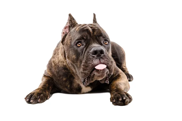 Retrato de perro divertido Cane Corso —  Fotos de Stock