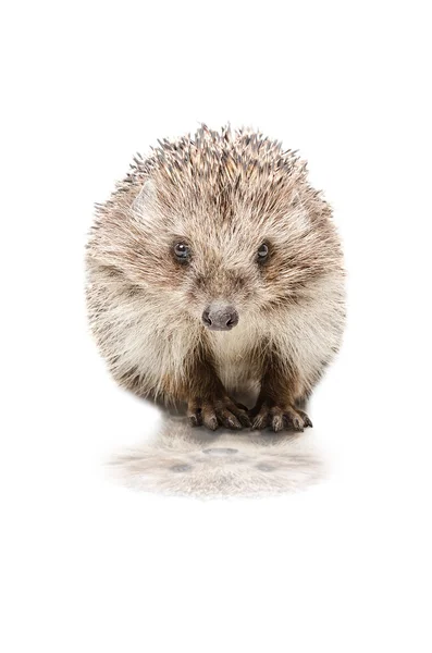 Pretty hedgehog with reflection isolated on white background — Stock Photo, Image