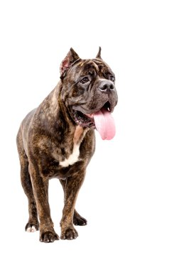 Baktılar köpek Cane Corso doğurmak