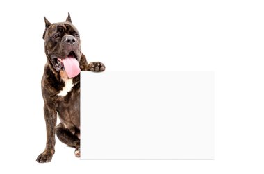 Köpek Cane Corso doğurmak bir afiş