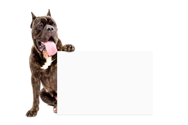 Dog Cane Corso breed with a banner — Stock Photo, Image