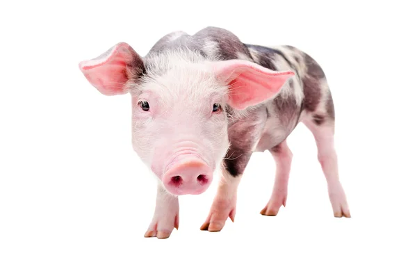 Portret van een grappige nieuwsgierig varken — Stockfoto
