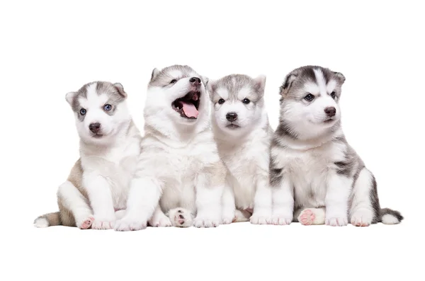 Quatro cachorros criam os Huskies — Fotografia de Stock