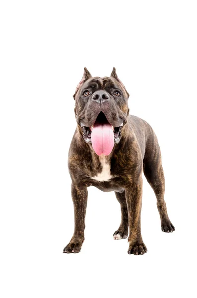 Retrato de un perro Cane Corso —  Fotos de Stock