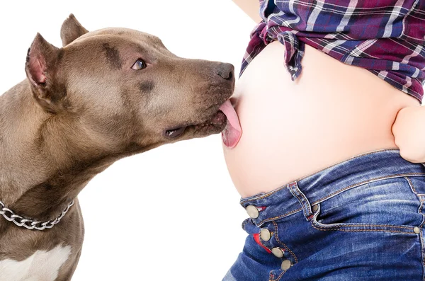 Retrato de un pit bull, lamiendo el abdomen de una mujer embarazada — Foto de Stock
