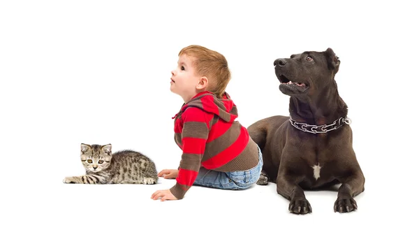 Rapaz curioso, cão e um gatinho — Fotografia de Stock