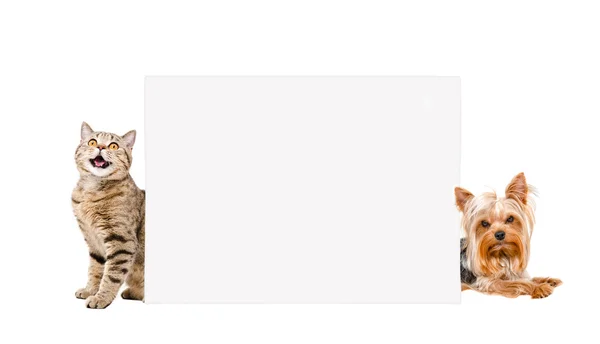 Cat skotský rovný a Jorkšírský teriér, vykukoval za banner — Stock fotografie