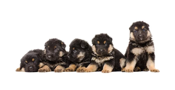 Grupo de cachorros pastor alemão — Fotografia de Stock