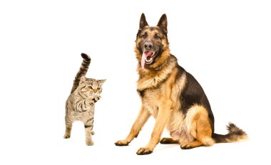 Alman çoban köpeği ve oyun oynayan kedi İskoç düz